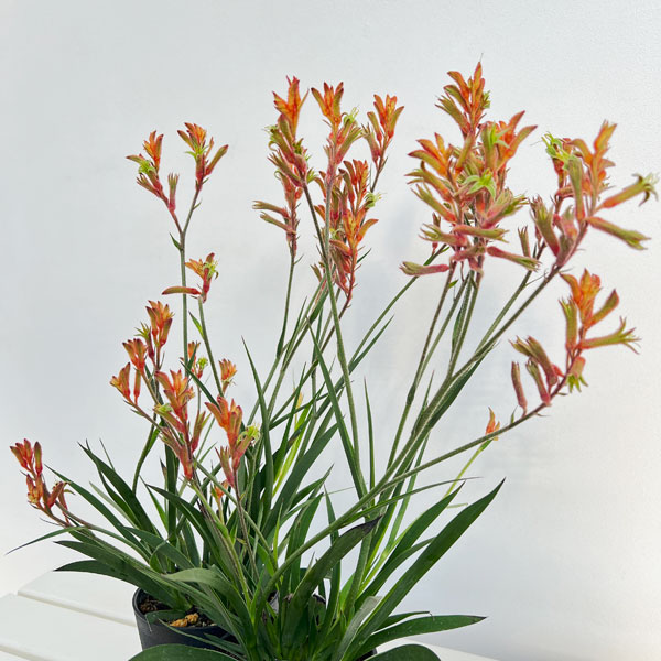 カンガルーポー(アゴニスサントス)オレンジ系 4号鉢植え