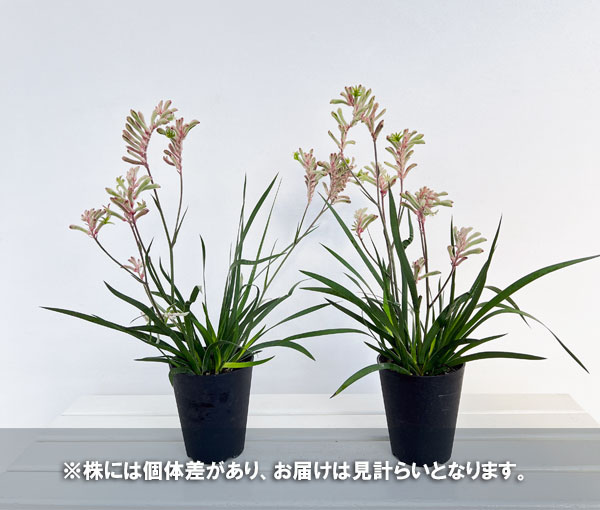 カンガルーポー(アゴニスサントス)ピンクグリーン系 4号鉢植え