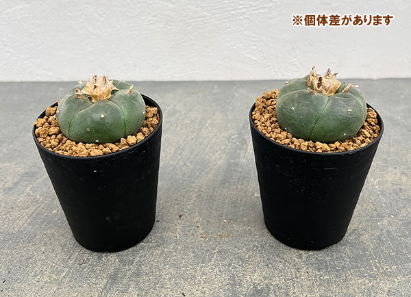 サボテン：ロフォフォラ　鳥羽玉　3号鉢植え