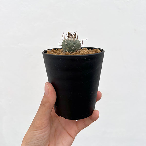ツルビニカルプス：ポラスキー（烏丸）　3号鉢植え