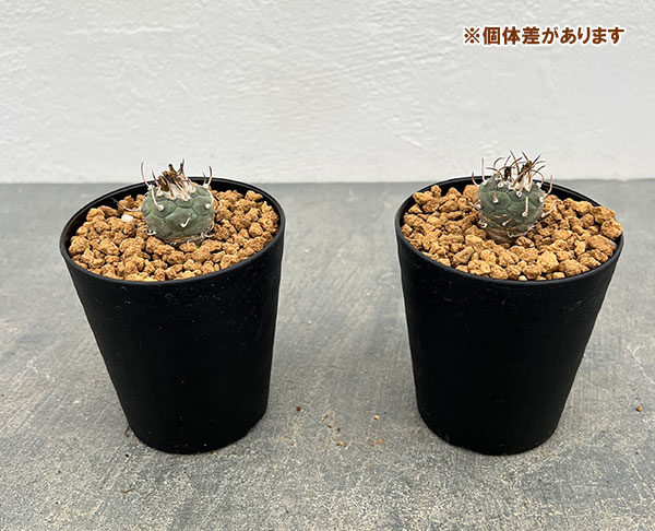 ツルビニカルプス：ポラスキー（烏丸）　3号鉢植え