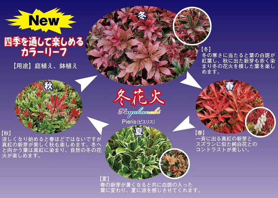 アセビ(馬酔木):冬花火(ふゆはなび)3号ポット