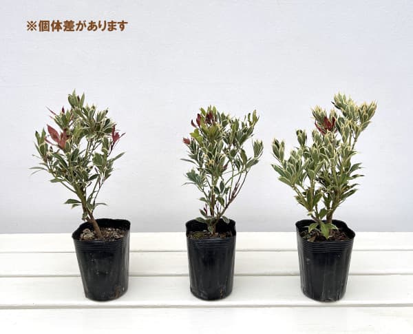 アセビ(馬酔木):冬花火(ふゆはなび)3号ポット