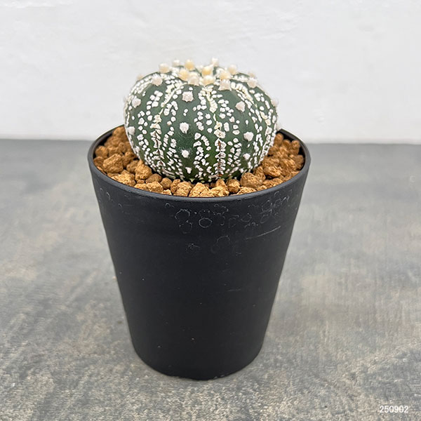 アストロフィツム：スーパー兜（かぶと）3号鉢植え