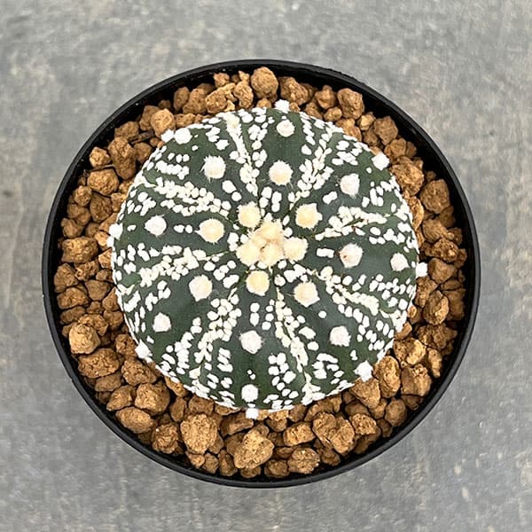 アストロフィツム：スーパー兜（かぶと）3号鉢植え