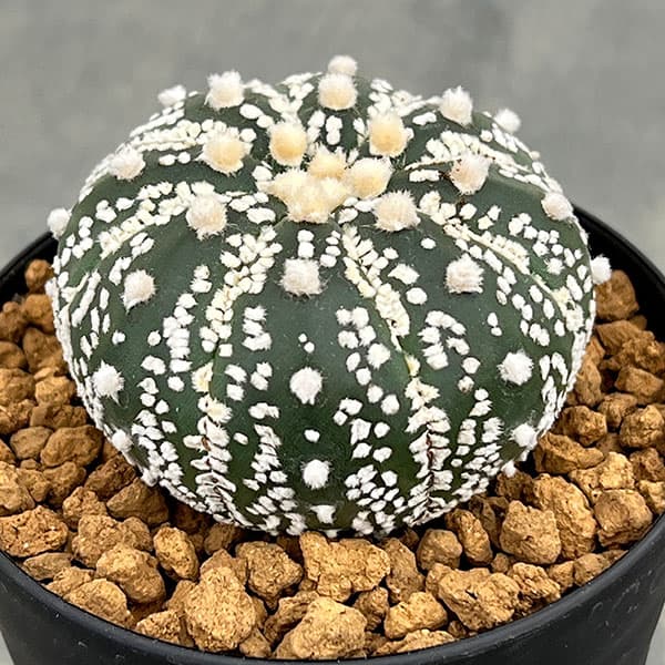 アストロフィツム：スーパー兜（かぶと）3号鉢植え