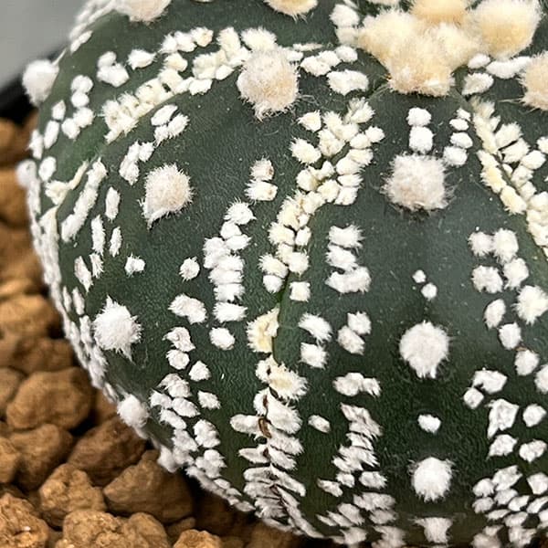 アストロフィツム：スーパー兜（かぶと）3号鉢植え