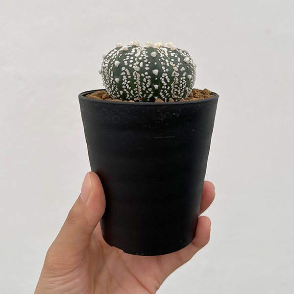 アストロフィツム：スーパー兜（かぶと）3号鉢植え