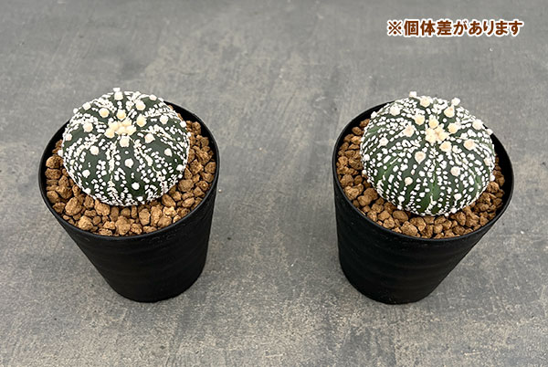 アストロフィツム：スーパー兜（かぶと）3号鉢植え