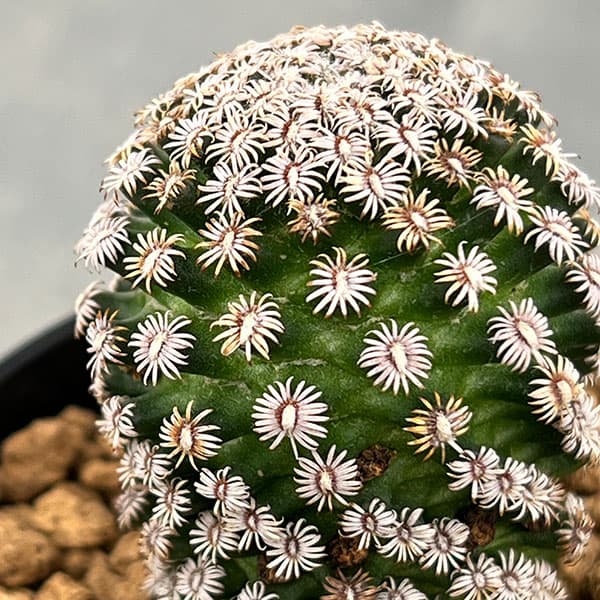 マミラリア:エルナンデシー3号鉢植え