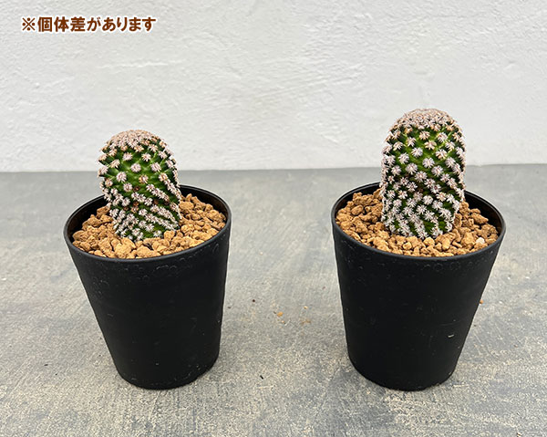 マミラリア:エルナンデシー3号鉢植え