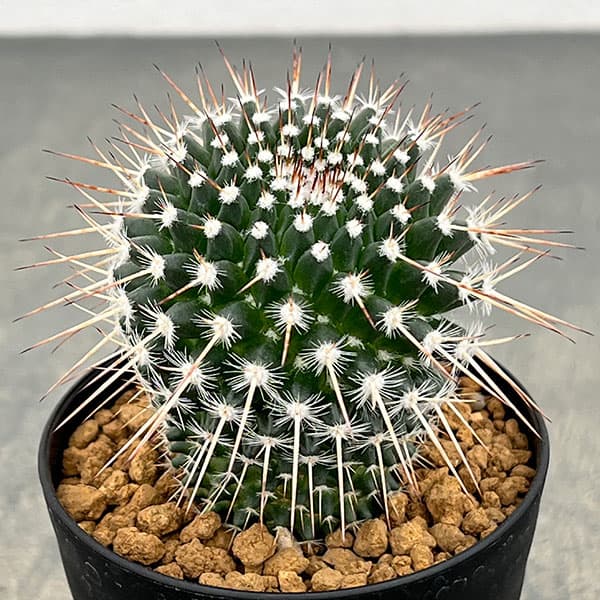 マミラリア:アザラシ 3号鉢植え