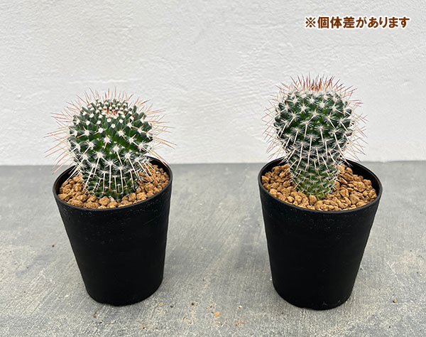 マミラリア:アザラシ 3号鉢植え