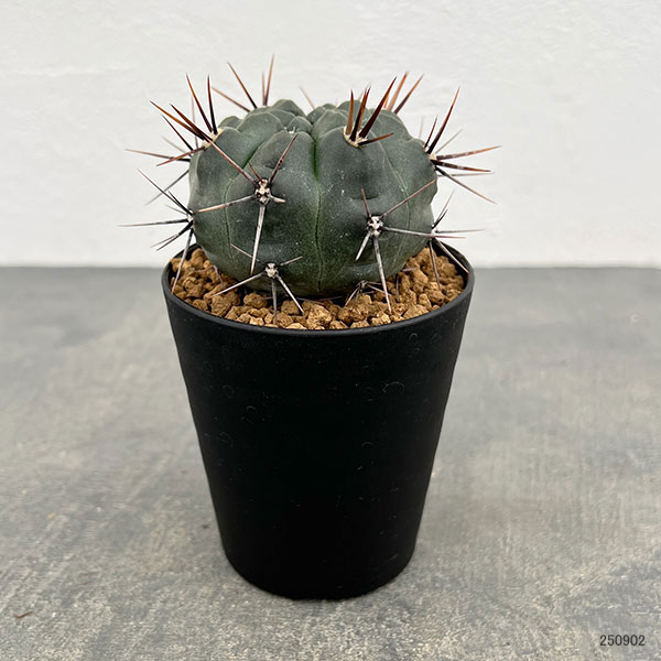ギムノカリキウム：二グラム　3号鉢植え