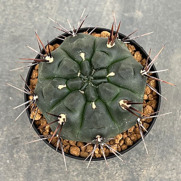 ギムノカリキウム：二グラム　3号鉢植え