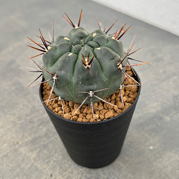 ギムノカリキウム：二グラム　3号鉢植え
