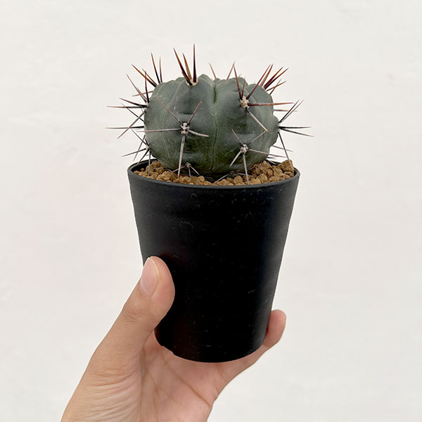 ギムノカリキウム：二グラム　3号鉢植え