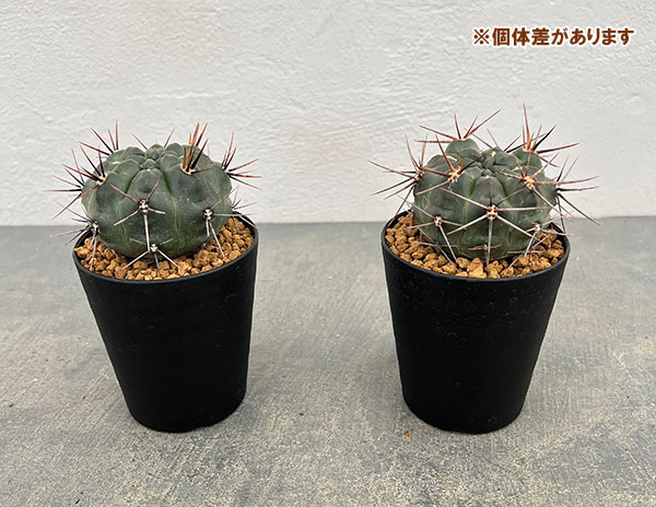 ギムノカリキウム：二グラム　3号鉢植え