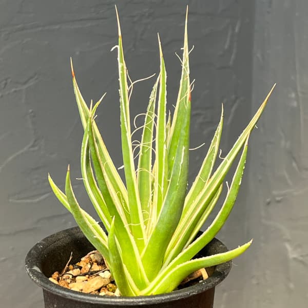 アガベ:ムルチフィリフェラ スターシャイン 3号鉢植え