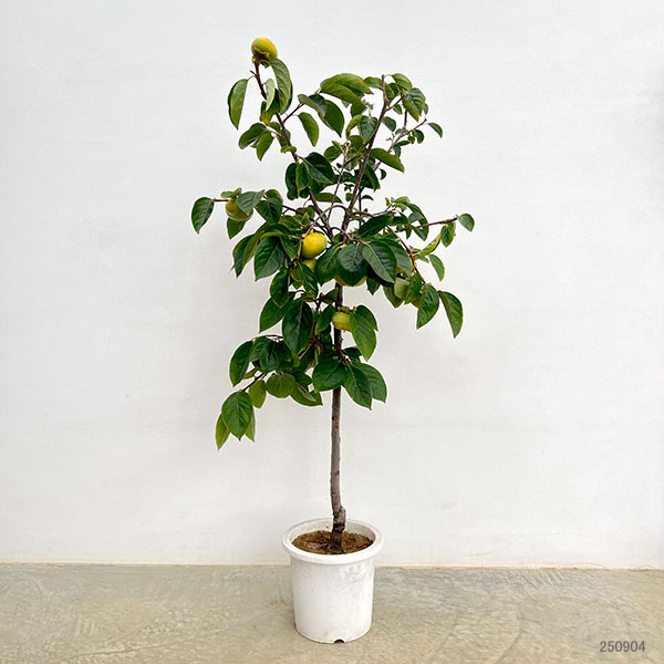 カキ（柿）：太秋（たいしゅう）8号鉢植え[実付き株]