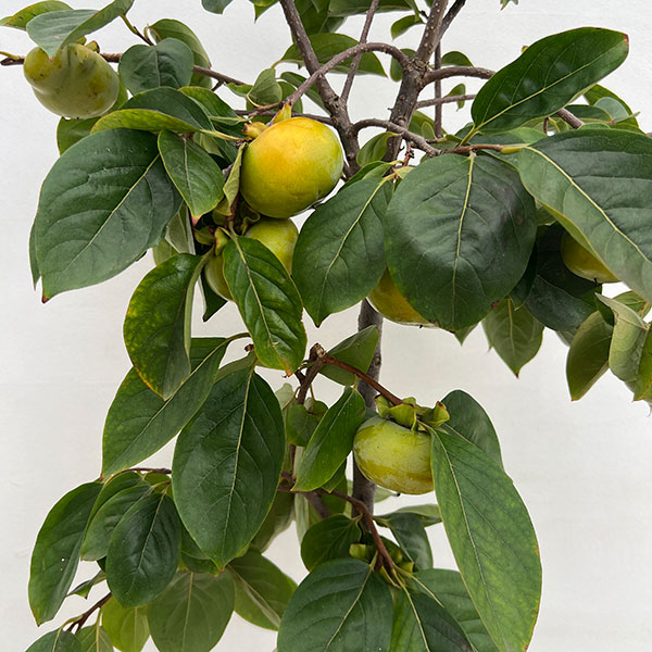 カキ（柿）：太秋（たいしゅう）8号鉢植え[実付き株]