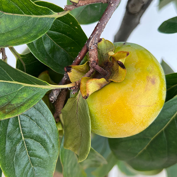 カキ（柿）：太秋（たいしゅう）8号鉢植え[実付き株]