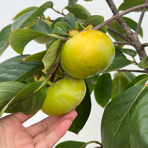 カキ（柿）：太秋（たいしゅう）8号鉢植え[実付き株]