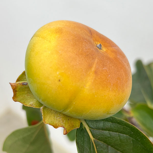 カキ（柿）：太秋（たいしゅう）8号鉢植え[実付き株]