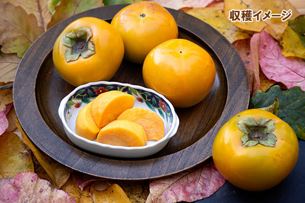 カキ（柿）：太秋（たいしゅう）8号鉢植え[実付き株]