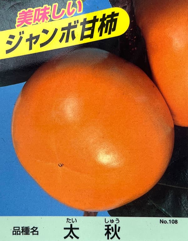 カキ（柿）：太秋（たいしゅう）8号鉢植え[実付き株]