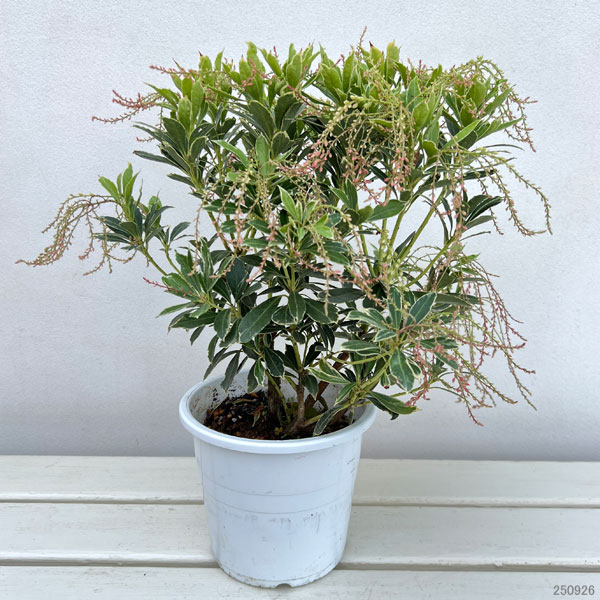 アセビ(馬酔木):パッションフロスト5号鉢植え