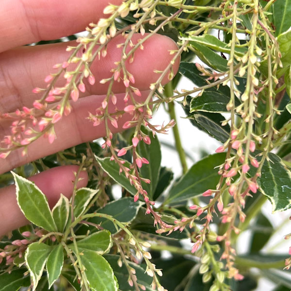 アセビ(馬酔木):パッションフロスト5号鉢植え