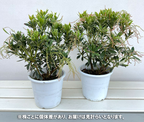アセビ(馬酔木):パッションフロスト5号鉢植え
