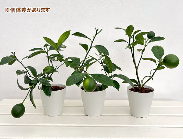 レモン：サイパンレモン 4号鉢植え[実付き]
