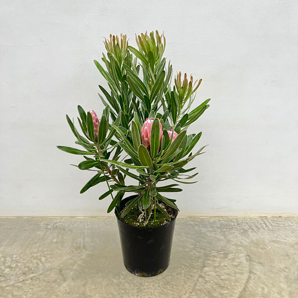 [ザ・ファームセレクト]プロテア：ピンクアイス　7号鉢植え
