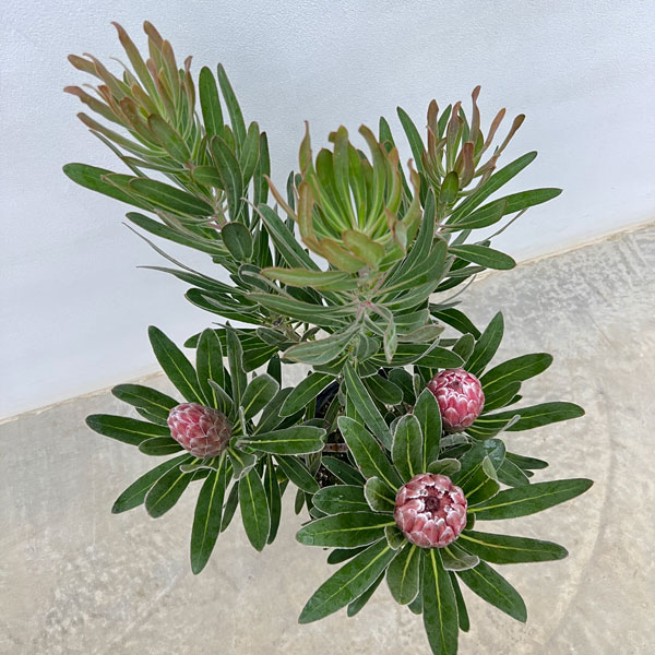 [ザ・ファームセレクト]プロテア：ピンクアイス　7号鉢植え