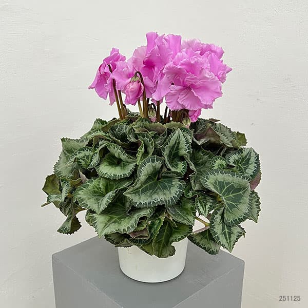 シクラメン:あげは ライトローズ5号鉢植え