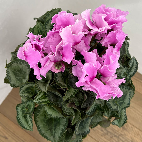 シクラメン:あげは ライトローズ5号鉢植え