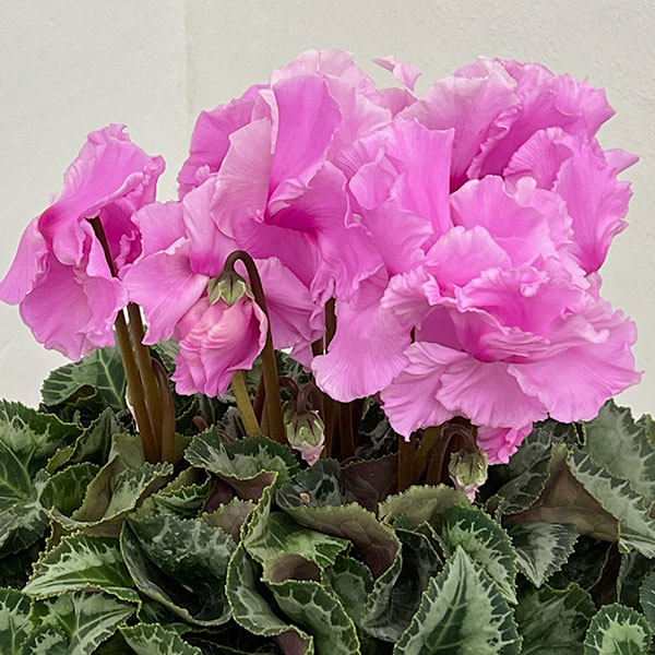 シクラメン:あげは ライトローズ5号鉢植え