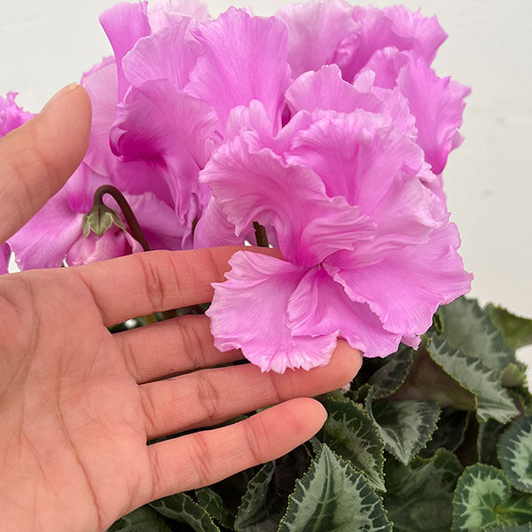 シクラメン:あげは ライトローズ5号鉢植え