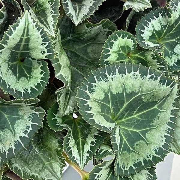 シクラメン:あげは ライトローズ5号鉢植え