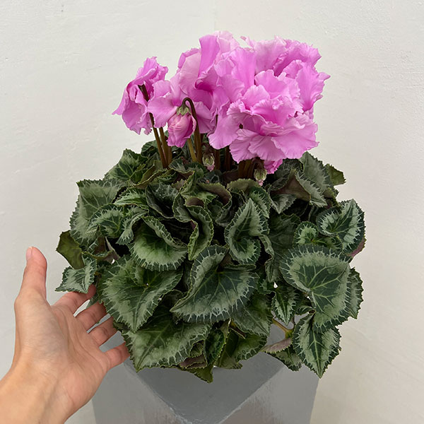 シクラメン:あげは ライトローズ5号鉢植え