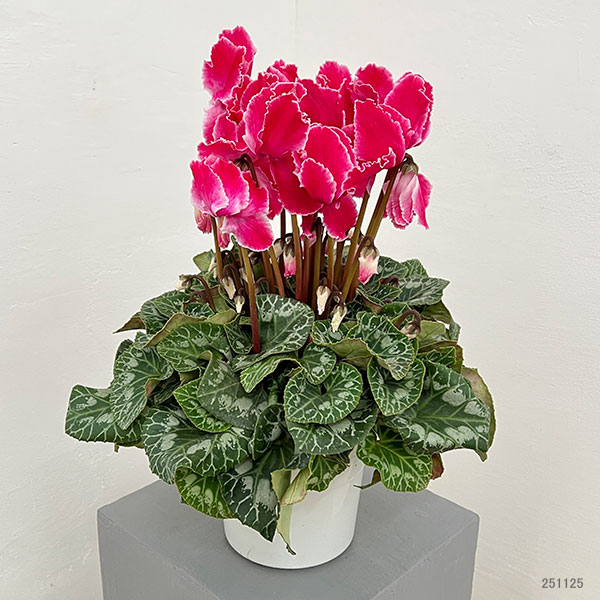 シクラメン:シルバーエッジ ワインレッドフリル5号鉢植え