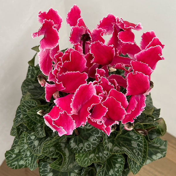 シクラメン:シルバーエッジ ワインレッドフリル5号鉢植え