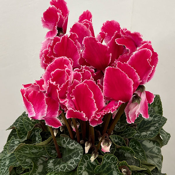 シクラメン:シルバーエッジ ワインレッドフリル5号鉢植え