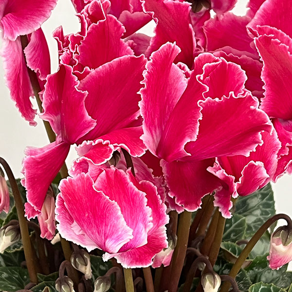 シクラメン:シルバーエッジ ワインレッドフリル5号鉢植え