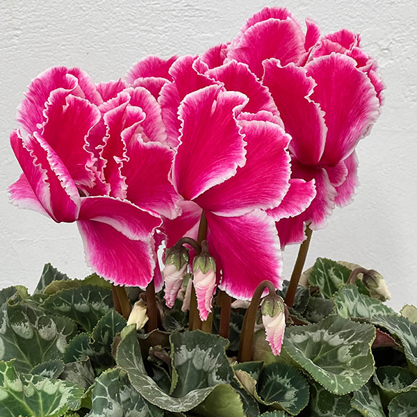 シクラメン:シルバーエッジ ワインレッドフリル5号鉢植え