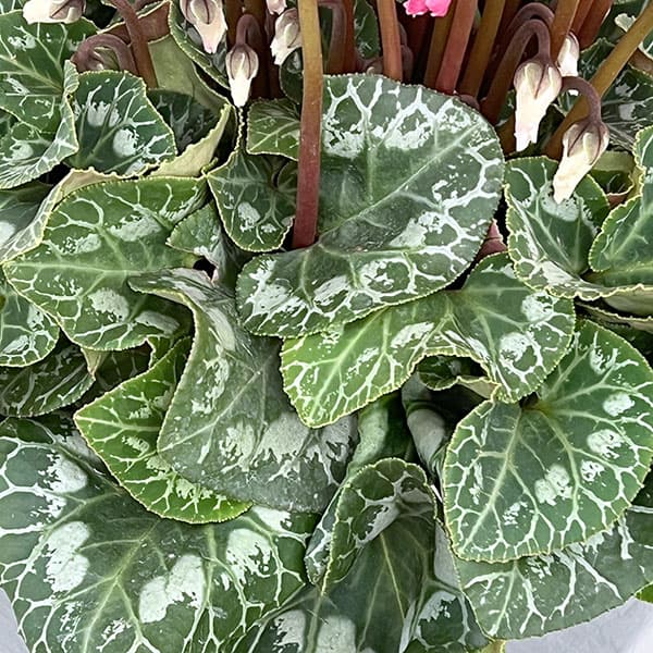 シクラメン:シルバーエッジ ワインレッドフリル5号鉢植え