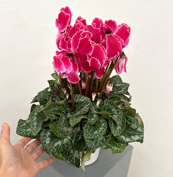 シクラメン:シルバーエッジ ワインレッドフリル5号鉢植え