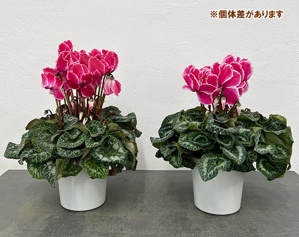 シクラメン:シルバーエッジ ワインレッドフリル5号鉢植え